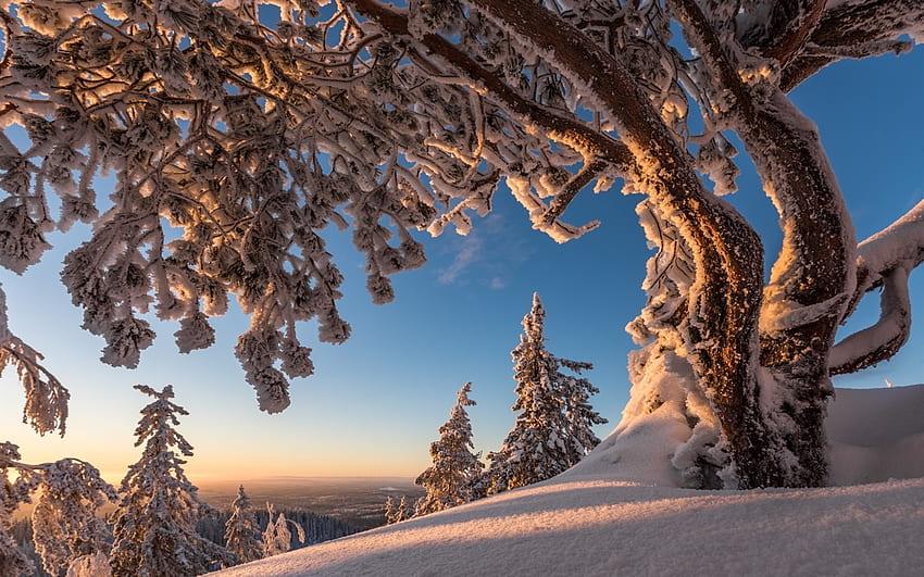 冬景色、木々、自然、雪 高画質の壁紙