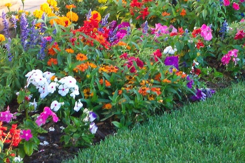 Jardim de flores Lindas cores Flores da primavera - jardins de flores perenes sol - e fundo, jardim colorido papel de parede HD