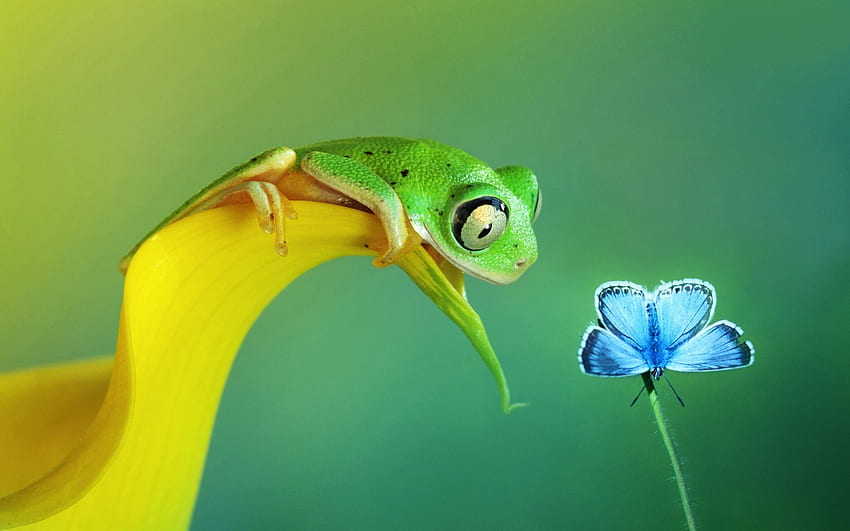 rana verde al lado de un clip de mariposa azul común, gráfico de enfoque selectivo de rana de árbol verde encaramada en un pétalo de flor amarilla frente a una mariposa azul común • Para ti fondo de pantalla