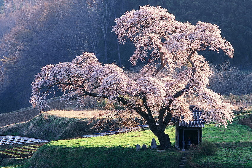 Spiritueller Rückzug, Kirschblüte, Äste, Felder, Schutz, Natur, Gras, Steine, Baum HD-Hintergrundbild