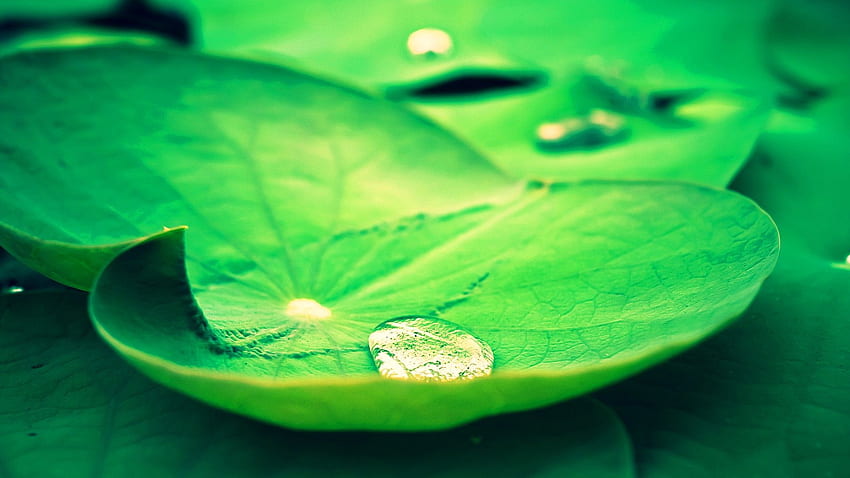 Fresh Lotus Leaves Rain . .wiki, Green Lotus HD wallpaper
