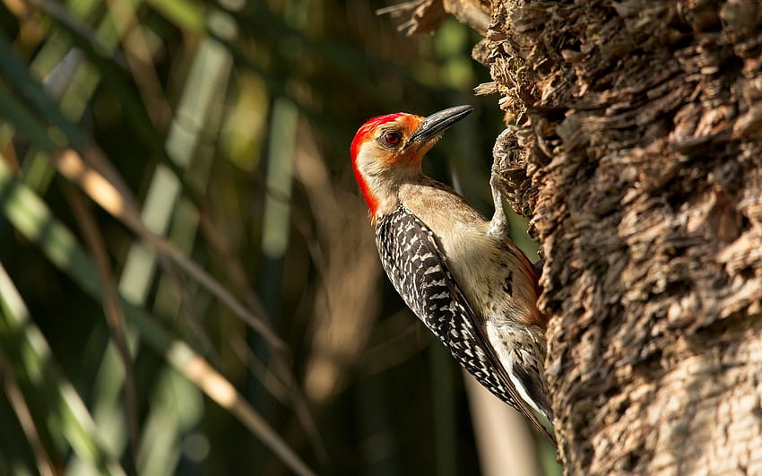Red-bellied Woodpecker, animal, woodpecker, bird, tree HD wallpaper