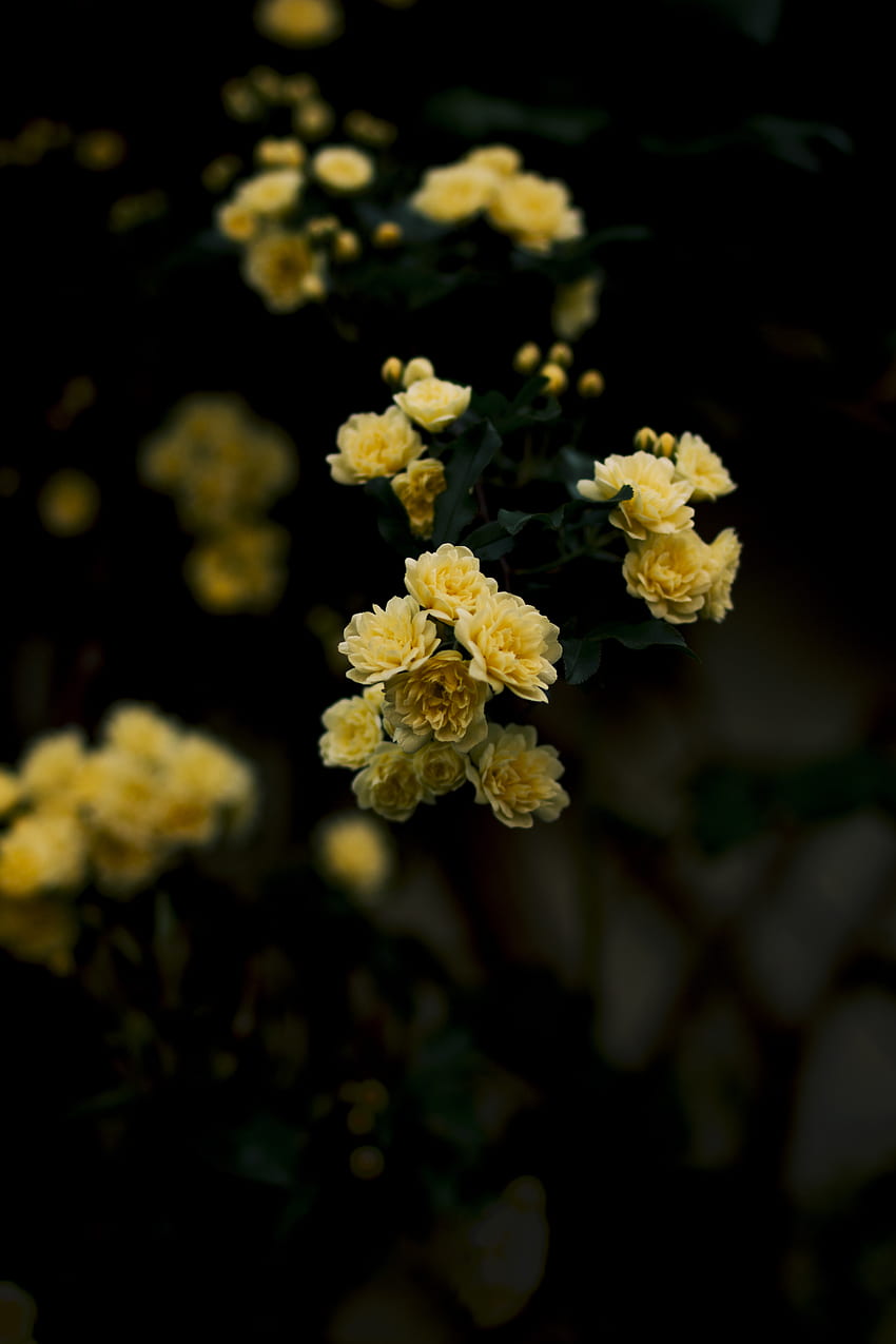 Roses, Flowers, Bush, Blur, Smooth HD phone wallpaper