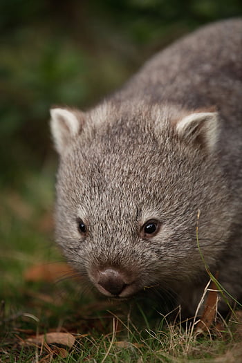 Common Wombat Vombatus ursinus tasmaniensis | Mountain Valle… | Flickr