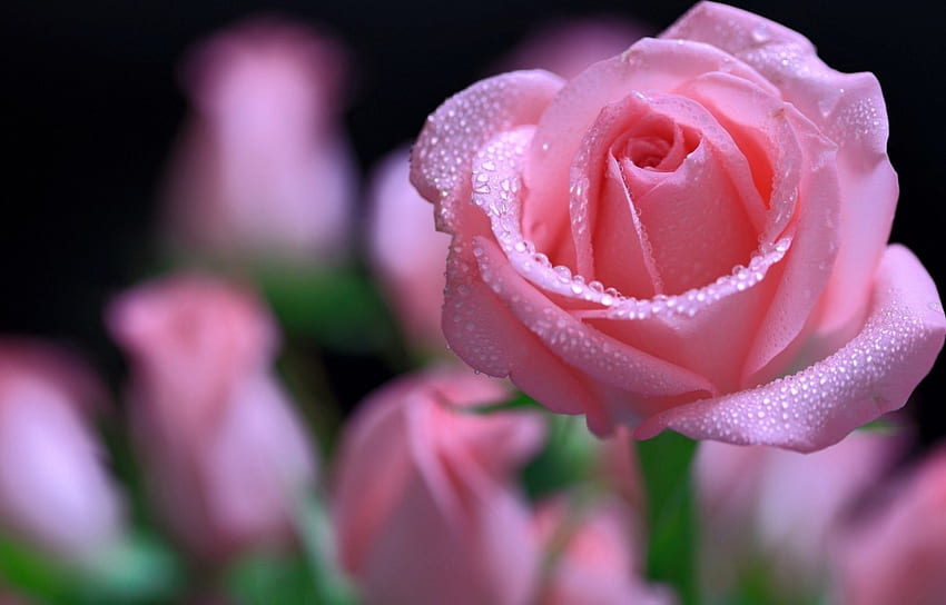 Bella rosa rosa, giardino, gocce, bella, primavera, rosa, rosa, bagnata, fiore, bella Sfondo HD