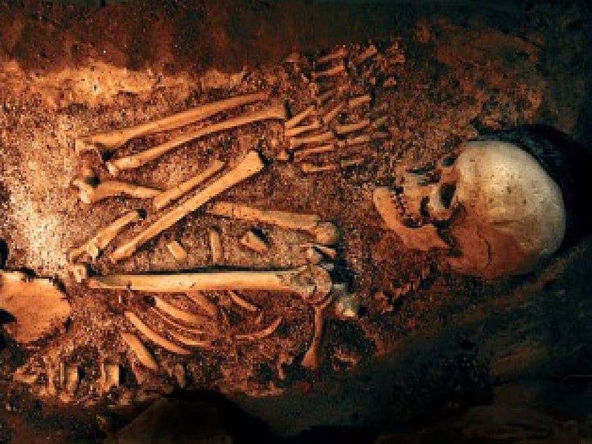考古学的発掘、埋葬された骨、骸骨 高画質の壁紙