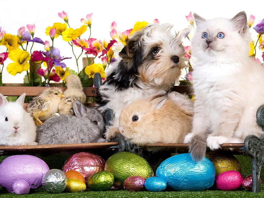 Easter, kitten, kitty, cats, cute, sleepy, sleeping, beauty, animals, hat, sweet, cat, beautiful, paws, cat face, pretty, face, lovely HD wallpaper