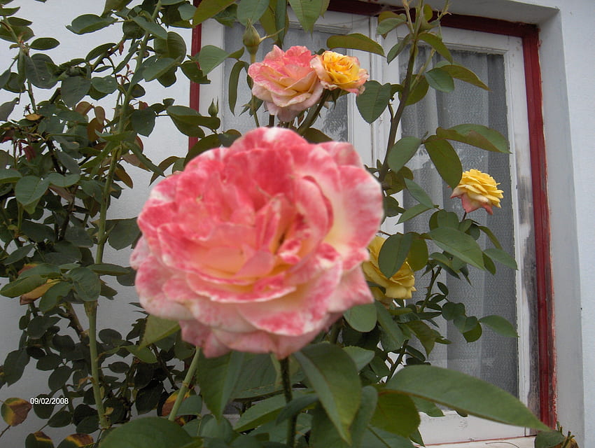 roses, nature, window, flower HD wallpaper