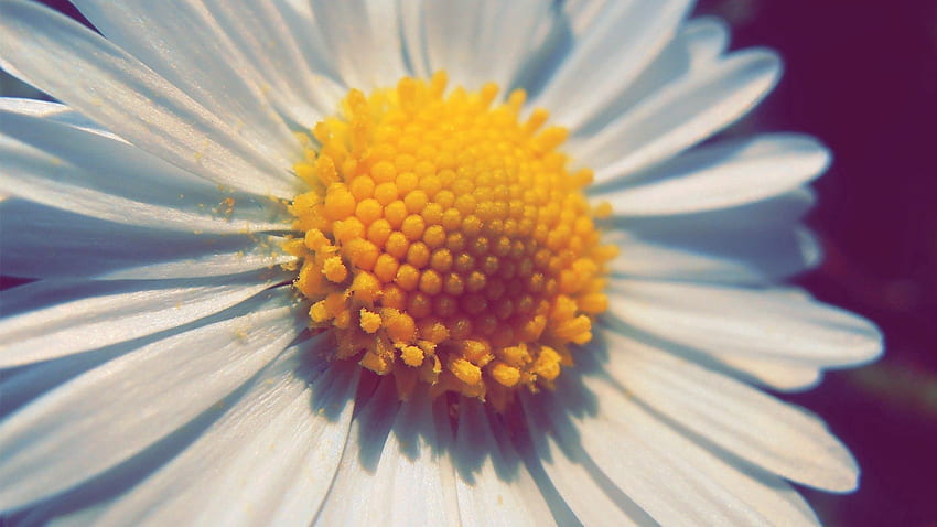 Camomile, Flower, Macro, Petals, Chamomile, Pollen HD wallpaper