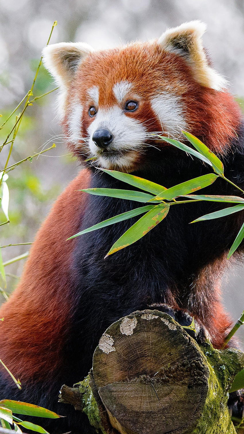 Animal Panda Rojo, Panda Rojo Lindo fondo de pantalla del teléfono