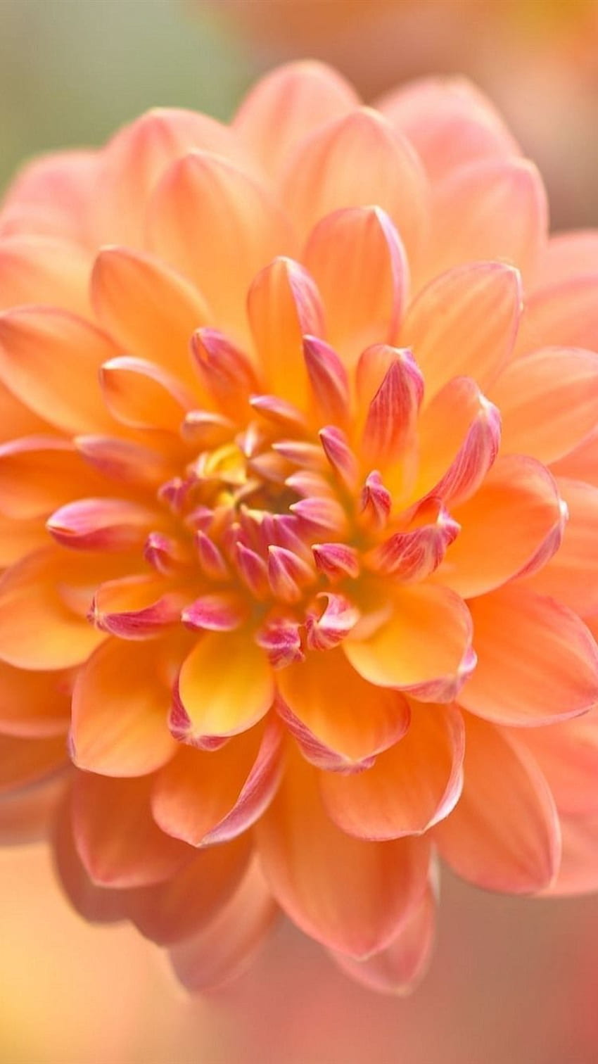 Orange Dahlia, Flower Close Up, Blurry Background, Orange Floral HD phone wallpaper