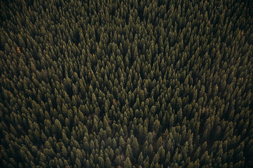 Nature, Trees, Pine, View From Above, Coniferous, Forest HD wallpaper