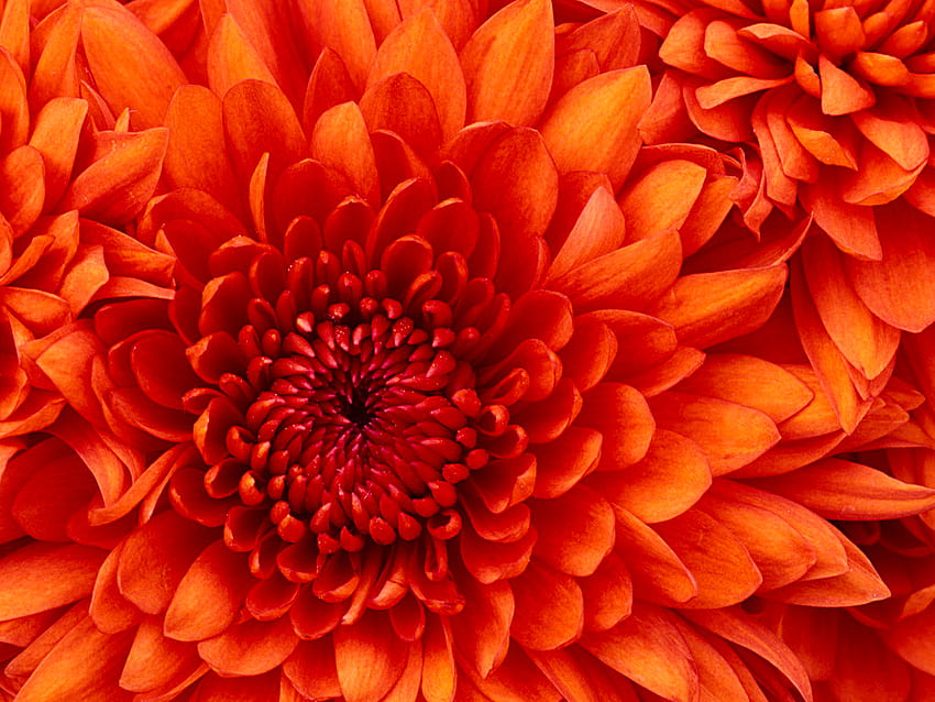 Orange flower, crisantemo, nature, orange, flower HD wallpaper