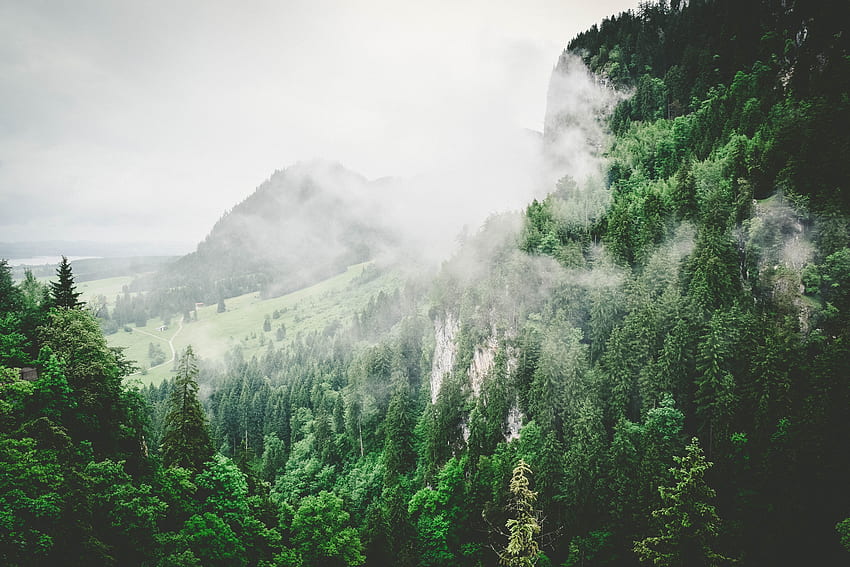 霧の山、葉、霧、木、山 高画質の壁紙