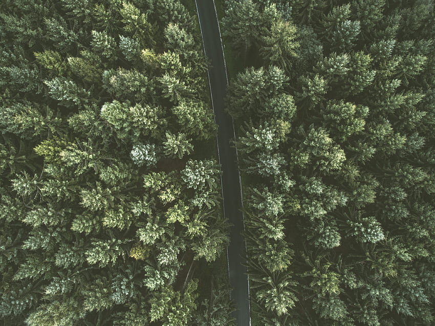 Nature, Trees, View From Above, Road HD wallpaper