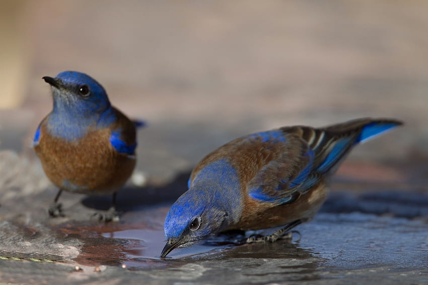 Birds, blue, bird, pasare, orange, water HD wallpaper
