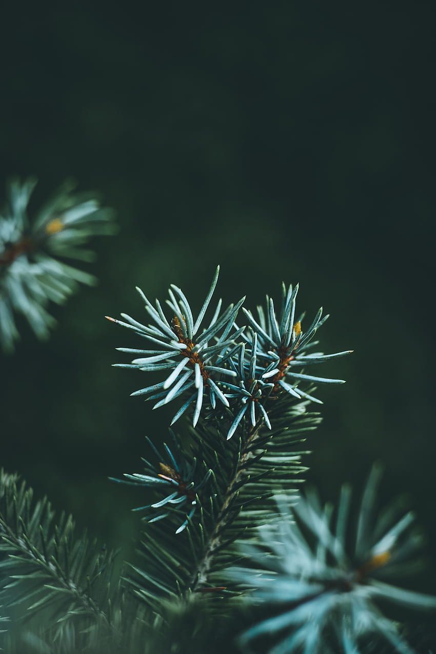 pine, branch, macro, needles, green background HD phone wallpaper