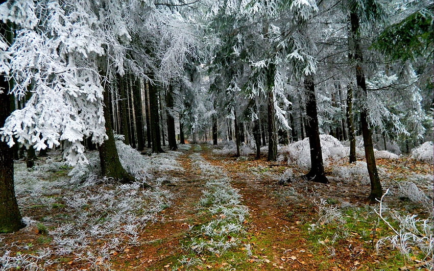 Winter, Natur, Straße, Ast, Ast, Erde, Land, Frost, Rauhreif, Ate HD-Hintergrundbild