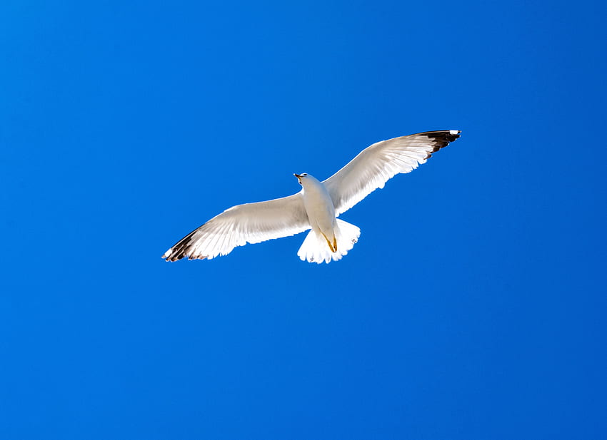 Бяла птица, чайка, синьо небе HD тапет