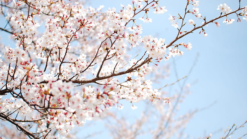 Cherry Blossom, Pastel Cherry Blossom HD тапет