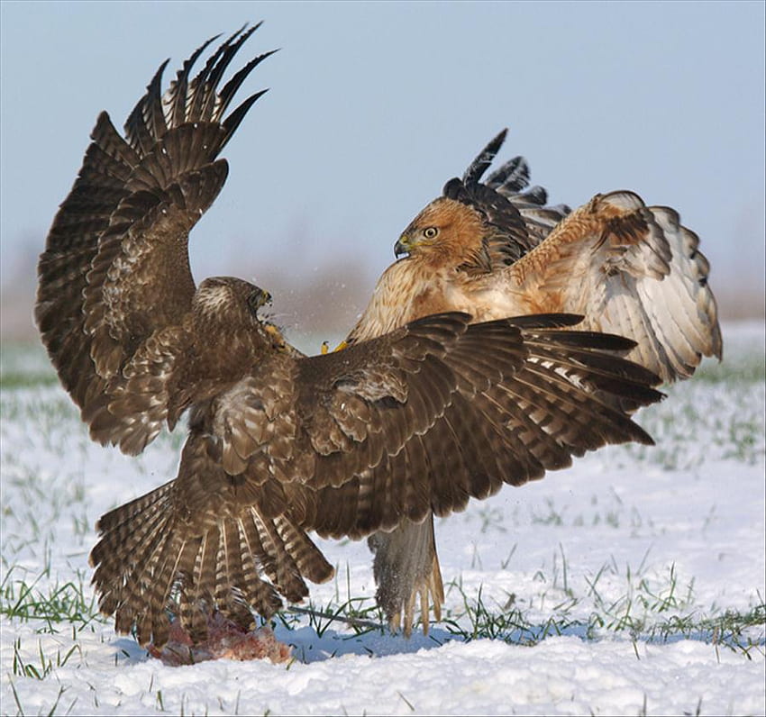 eagles, fight, birds, wild HD wallpaper