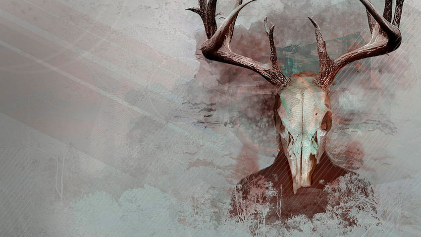 Red Deer Skull, Animal Skeleton HD wallpaper