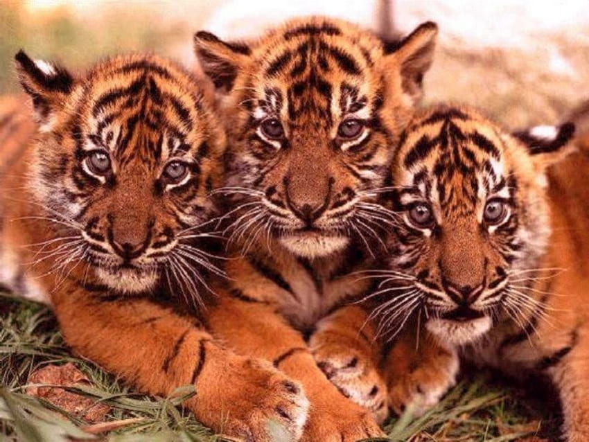 os filhotes de tigre, temas, filhotes, tigres papel de parede HD