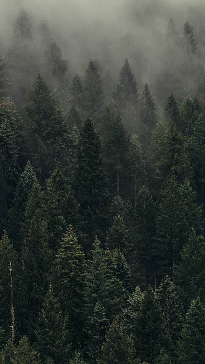 Foggy Forest, Foggy Mountain Forest HD phone wallpaper