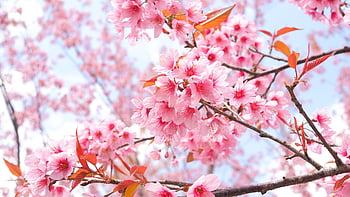 Hoa anh đào, biểu tượng của vẻ đẹp thanh thoát, tươi mới và rực rỡ. Với các hình nền sakura, bạn sẽ được trải nghiệm thế giới hoa anh đào bằng chất lượng phong phú của hình ảnh. Từ những bông hoa tím cổ điển, những bộ phận cây trưởng thành cho đến những cánh hoa mới nở, hãy tận hưởng những cảm giác ngọt ngào và tươi mới bất tận. Translation: Cherry blossoms, a symbol of elegance, freshness, and brilliance. With sakura wallpapers, you will experience the cherry blossom world with rich image quality. From classic purple flowers, mature tree parts to newly blooming flowers, enjoy endless sweet and fresh feelings.