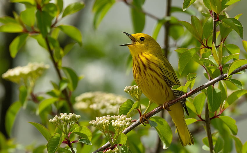 Golden forest songster, bird, green, yellow, singing bird, pasari HD wallpaper