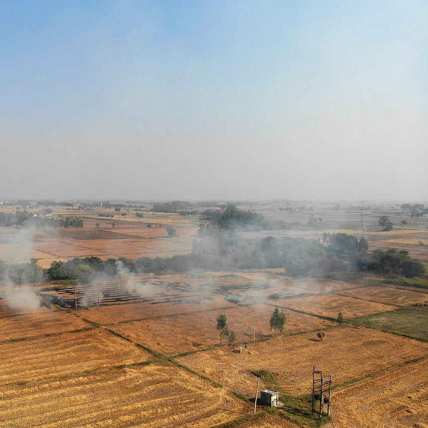 Agricultores da Índia protestam e queimam campos em desafio a Narendra Modi - The New York Times, Indian Agriculture Papel de parede de celular HD