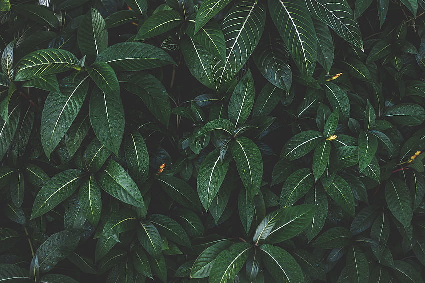 Nature, Leaves, Bush, Plant, Striped HD wallpaper