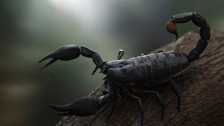 Scorpione, scorpione nero Sfondo HD