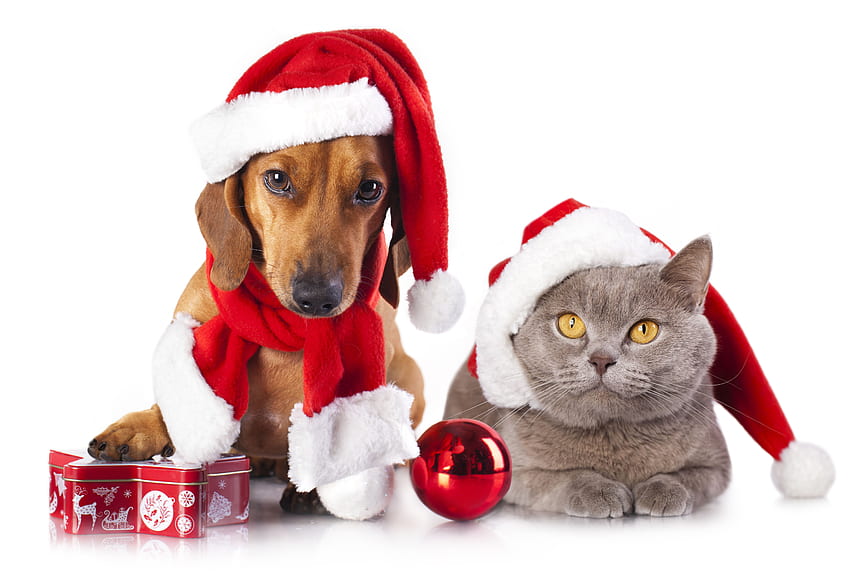 Dachshund and Cat Christmas Retina Ultra, Christmas Pets HD wallpaper ...