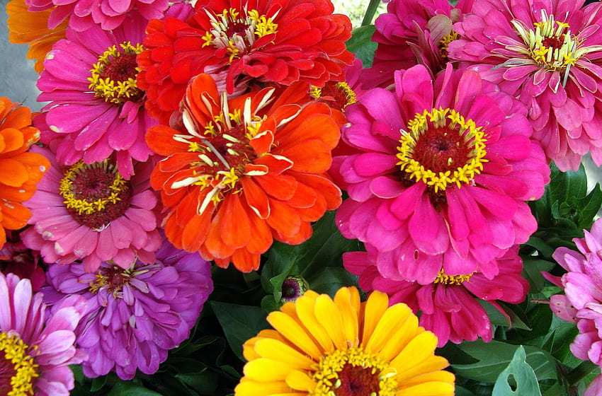 ดอกไม้, สดใส, ใกล้ชิด, Zinnias, Cincinnati วอลล์เปเปอร์ HD
