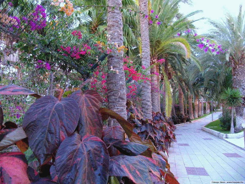 exotic garden, garden, nature, tenerife, exotic HD wallpaper
