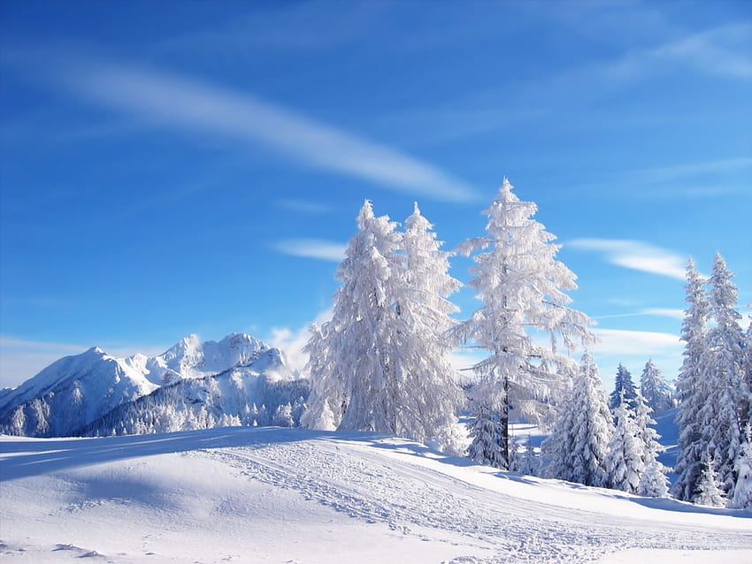 Pristine White, winter, snow covered trees, mountains HD wallpaper