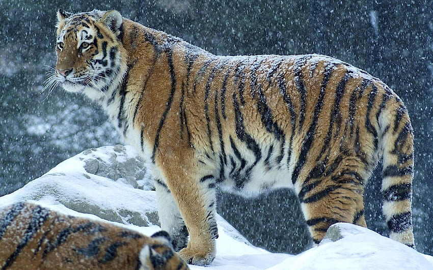 Zwierzęta, zima, śnieg, drapieżnik, tygrys, stać, stać Tapeta HD