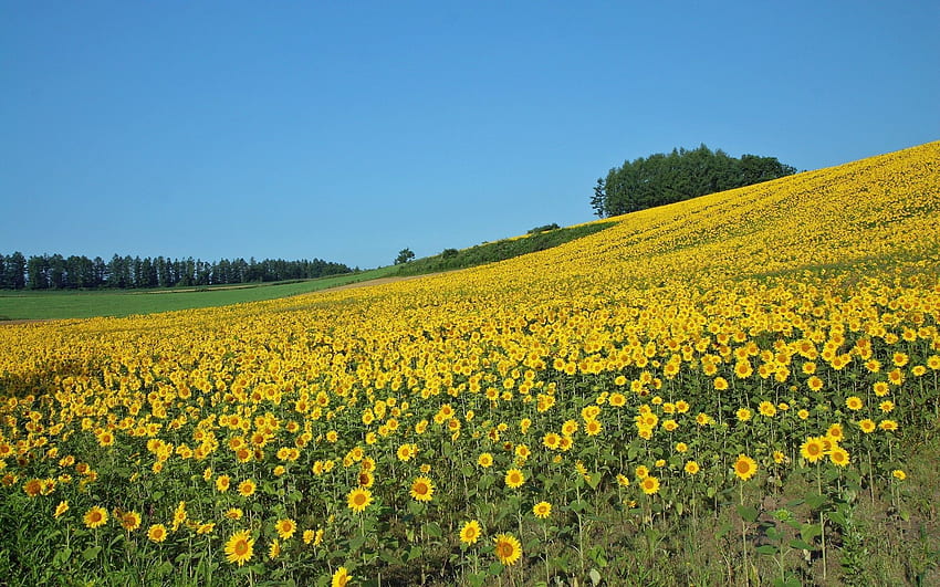 Nature, Sunflowers, Summer, Field, Slope, Culture, Farm, Economy HD wallpaper