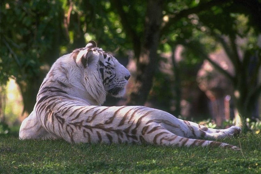 Tigre bianca, animale, tigre Sfondo HD