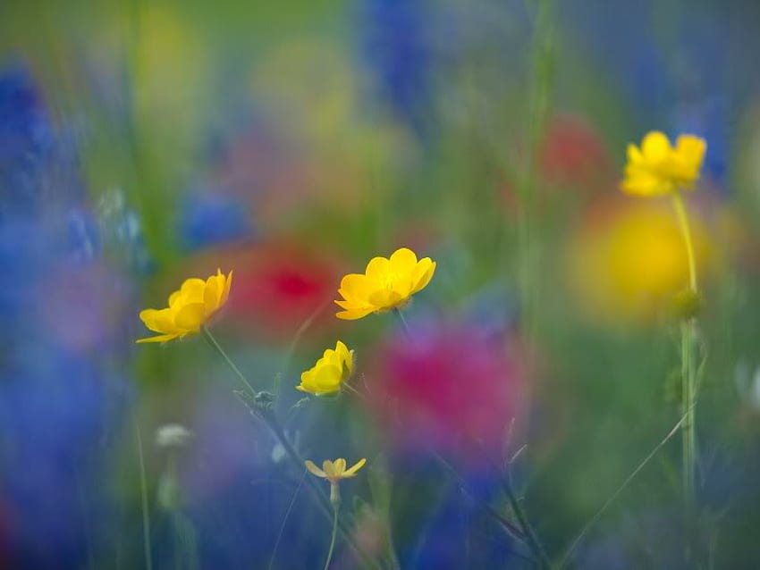 The Only Ones, blue, pink, flowers, yellow HD wallpaper