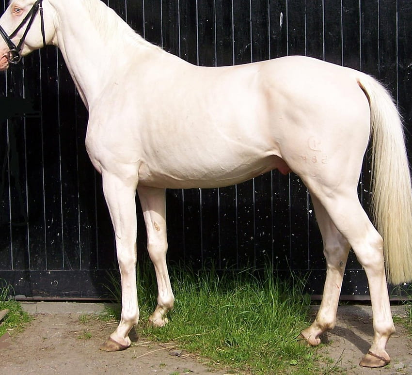The Pearl Stallion, cavalos, animais, pérola, dinamarquês warmblood garanhão, albino papel de parede HD