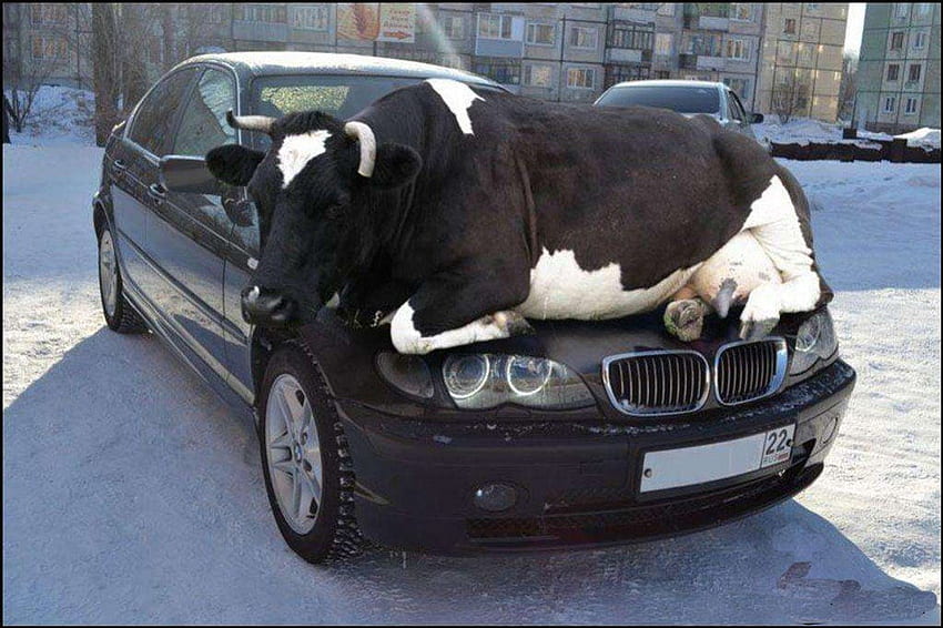 Clever Cow, intelligent, vache, art, chaud, chaud Fond d'écran HD