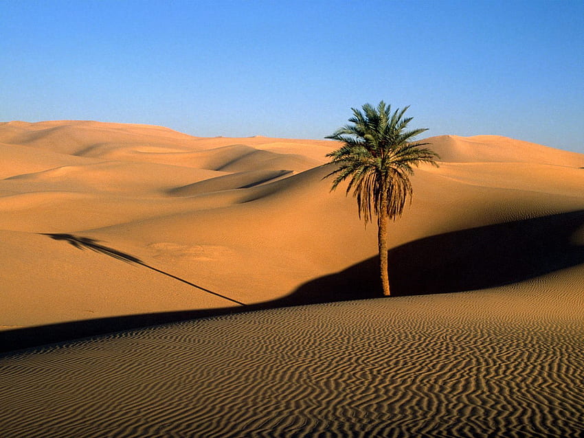 Nature, Sand, Desert, Wood, Tree, Palm, Shadow, Evening, Dunes, Links HD wallpaper