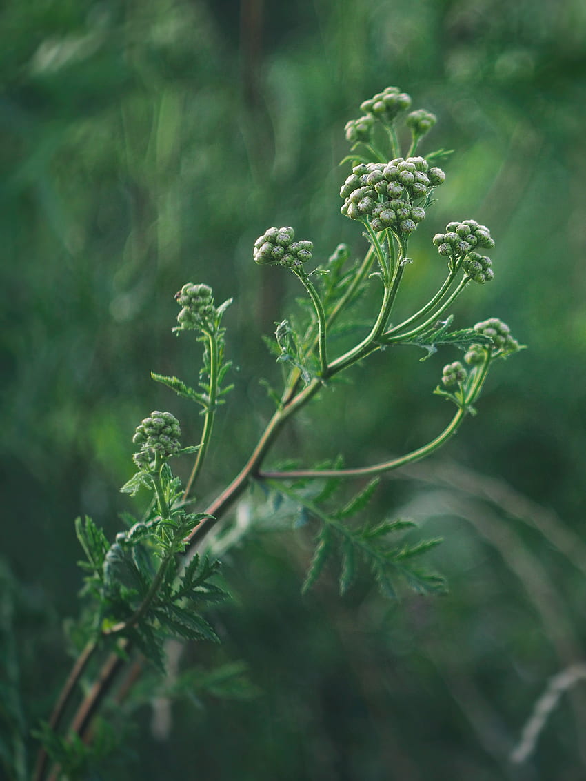 Pflanze, Makro, Knospen, Blütenstände, Blütenstand HD-Handy-Hintergrundbild