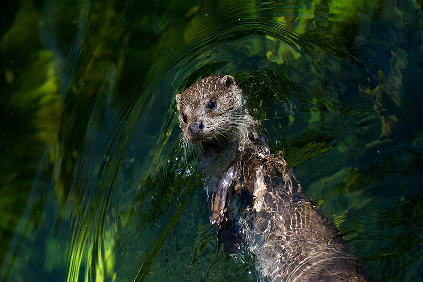 North American River Otter HD wallpaper