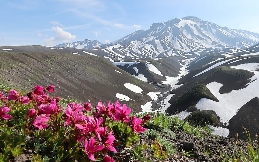 Cyclamens in Mountains, cyclamens, nature, flowers, mountains HD wallpaper