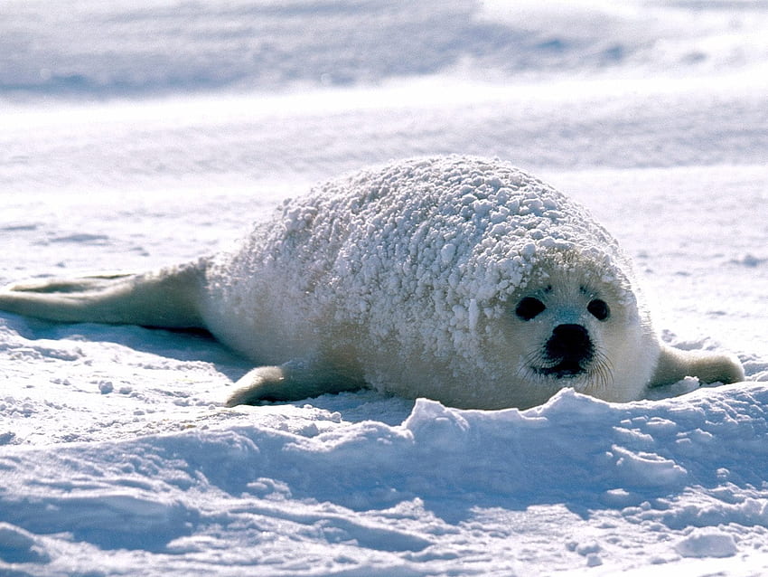 Harp seal, Baby Seal HD wallpaper