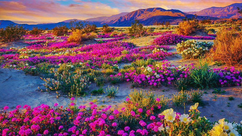 Anza-Borrego State Park, Калифорния, хълмове, цветове, облаци, цветове, цветя, небе, САЩ, залез HD тапет