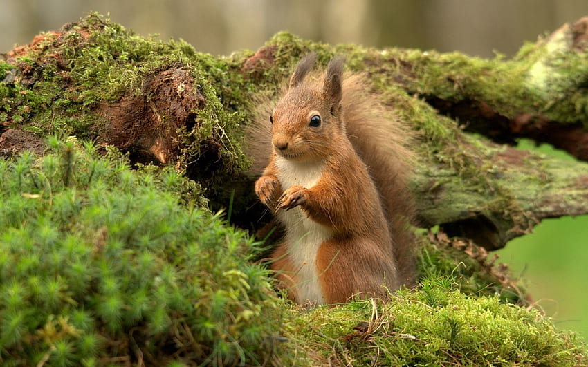 Animals, Squirrel, Wood, Tree, Branches, Moss HD wallpaper